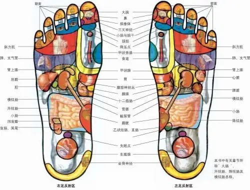踮脚跟丨一个流传了八百年的动作,每天花一分钟做七次补肾气、治腰痛、防中风(图3) 踮脚跟丨一个流传了八百年的动作,每天花一分钟做七次补肾气、治腰痛、防中风(图3)