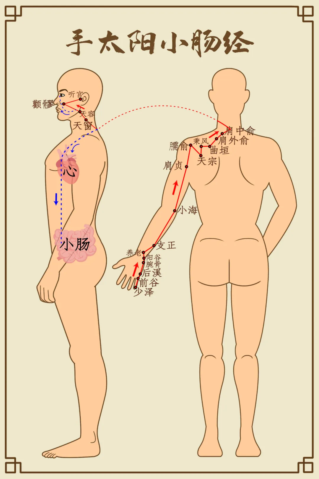 小满养生忌“3满”、灸3穴、吃3果,健脾排浊、调肠清热,舒坦过夏天(图13) 小满养生忌“3满”、灸3穴、吃3果,健脾排浊、调肠清热,舒坦过夏天(图13)
